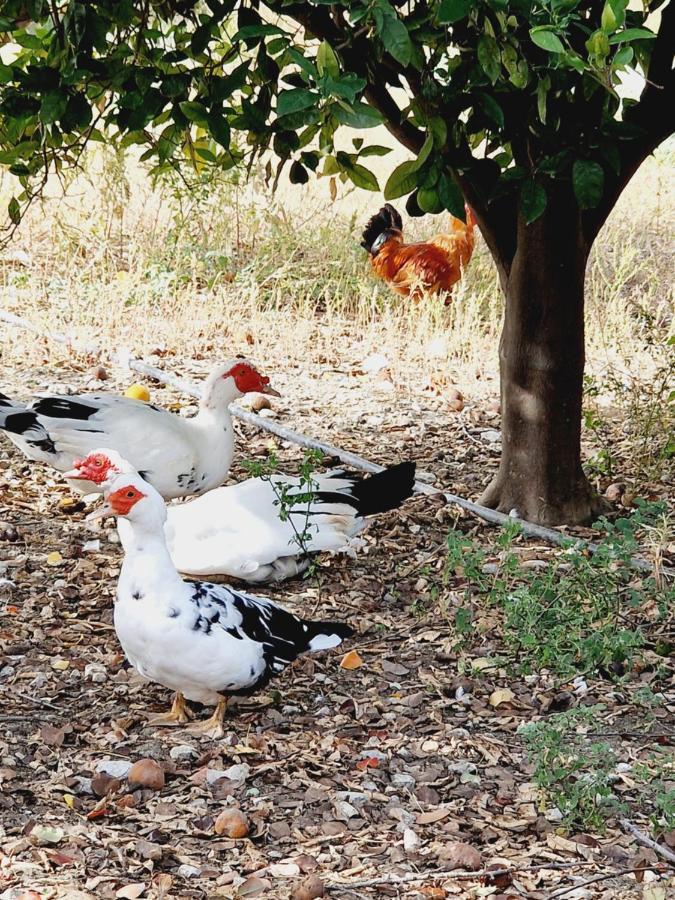 Kavalino * Kolymbia